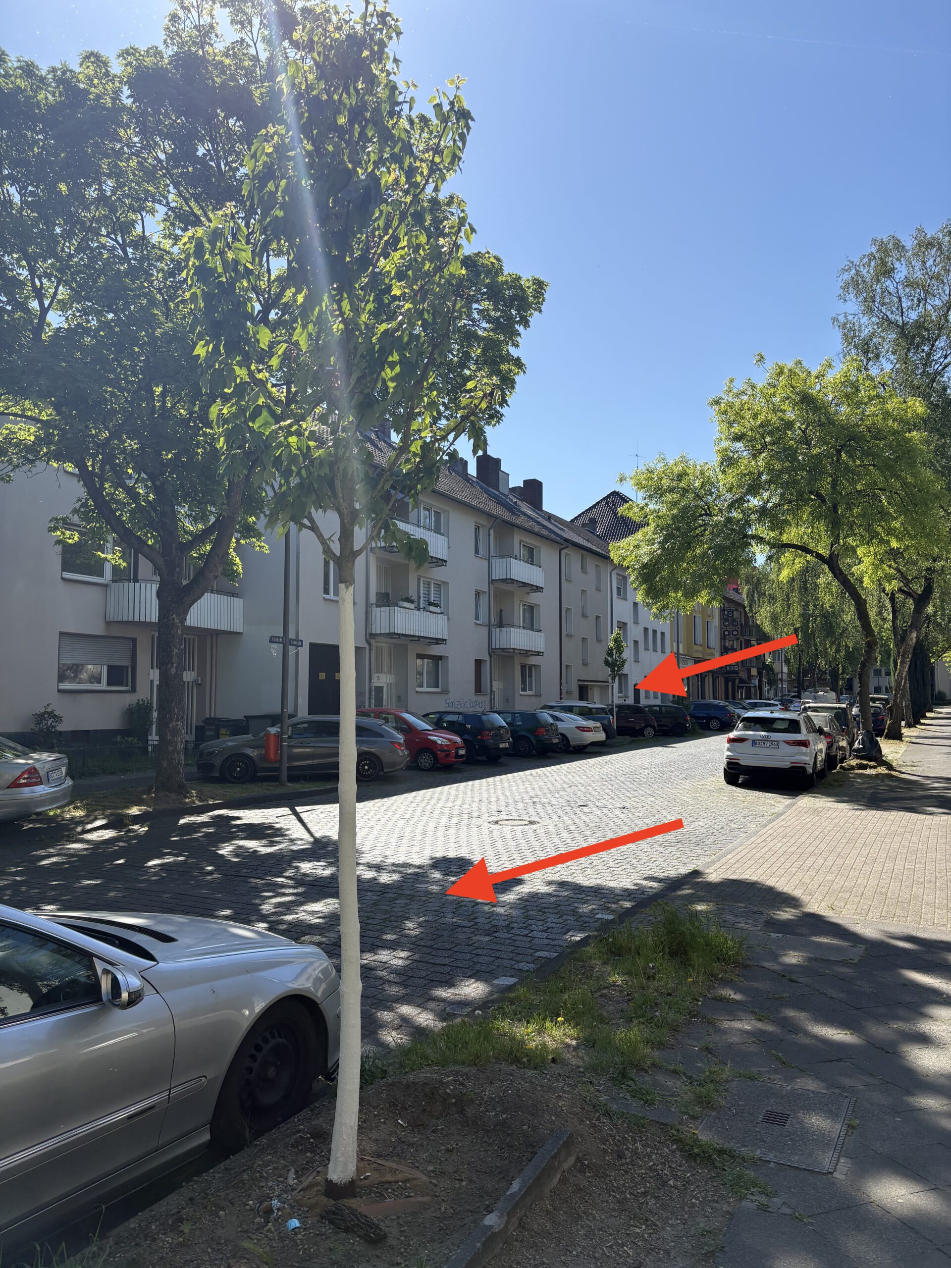 Neue Bäume für das Griesenbruch